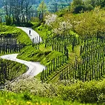 Saxida Wine Estate 3*